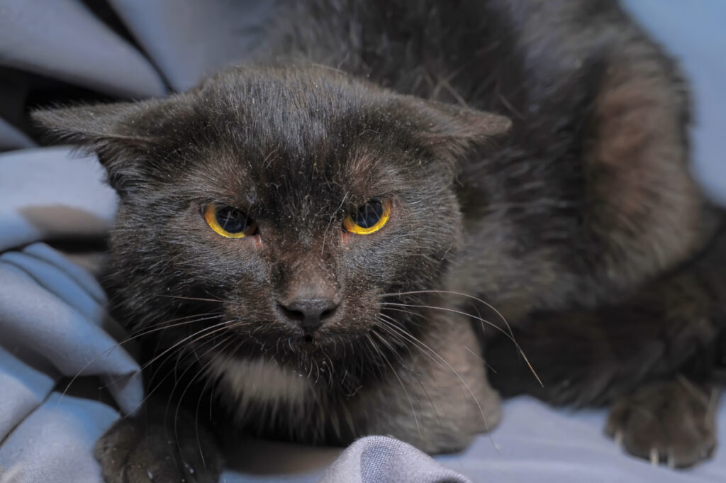 cat who appears threatened shutterstock small