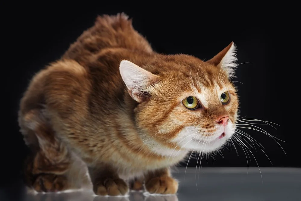 Orange shelter cat crouched defensively with flattened ears, showing signs of fear and stress.